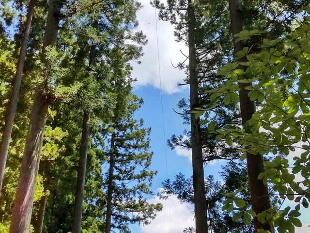 �h���x�A���v�X�A�h�x���`���[