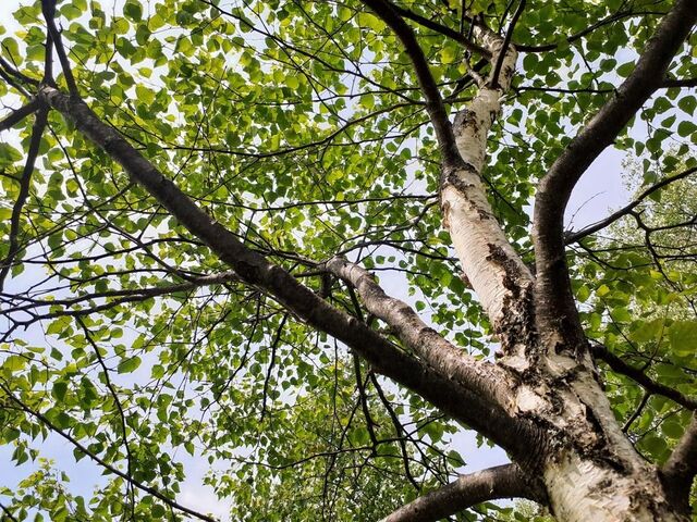 �X�у����^���T�[�r�Xforenta �q�m�������L�����v�G���A