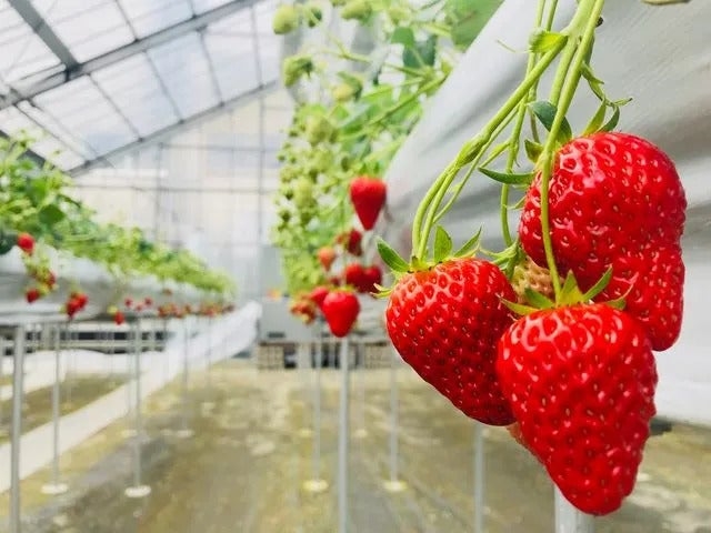 �t���[�c�K�[�f�� ������_��̎ʐ^1