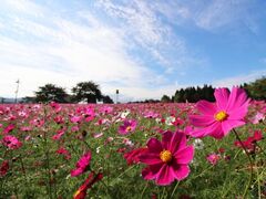 ���Ă܍����̃R�X���X�̎ʐ^1