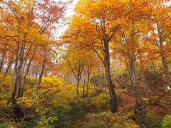 ���ԎR�̃u�i�т̎ʐ^1