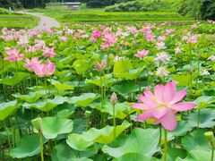 ��c���̓��N�@�̎ʐ^1