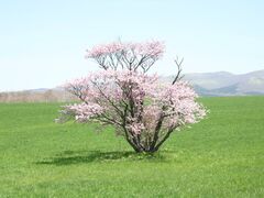 ��璬�̈�{���̎ʐ^1