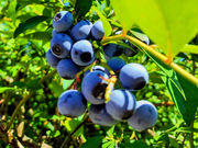 �_�c�u���[�x���[�_���̎ʐ^3