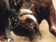 ���̊p�˂��i����J�E�R�Îu�j�̎ʐ^3