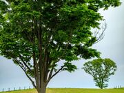 ���ɂ͂܌����̎ʐ^2