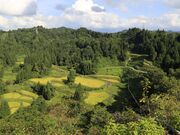 �c�n�̒I�c�̎ʐ^2