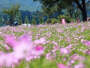 ���Ă܍����̃R�X���X�̎ʐ^2