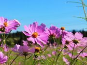 ���Ă܍����̃R�X���X�̎ʐ^3