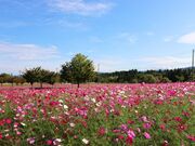 ���Ă܍����̃R�X���X�̎ʐ^4