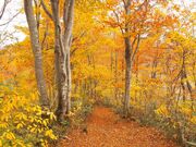 ���ԎR�̃u�i�т̎ʐ^2