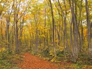 ���ԎR�̃u�i�т̎ʐ^3