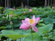 ��򎛓��N�@�̎ʐ^3