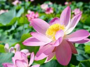 ��c���̓��N�@�̎ʐ^2