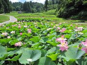 ��c���̓��N�@�̎ʐ^3