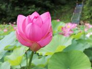 ��c���̓��N�@�̎ʐ^4