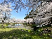 ���c�̋������̍��̎ʐ^4