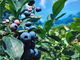 Obina Blueberry Hill̎ʐ^2