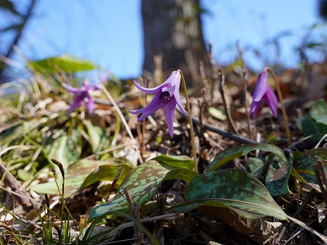 �t�̗d����K�˂�_�����c�������@�l ��ˎs����싽���R�ē��l����