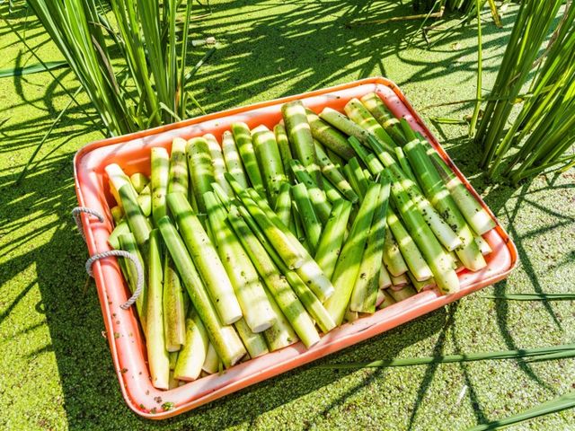 �v���O�������I  �w�l�ɂ����ɂ��₳�����I�[�K�j�b�N���ĂȂ񂾂낤�H
�D�񂱔��Ŋ���������}�R���_�P�����n���Ă݂悤�I�x
_�G�lIKU2023in���C����~�}�`�܂邲�Ƒ厩�R�G�l���M�[�p�[�N