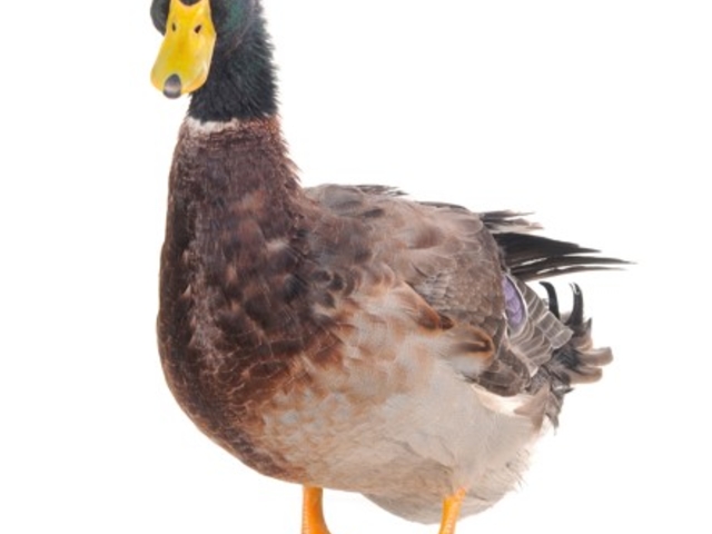 �v���O�������I  �w�l�ɂ����ɂ��₳�����I�[�K�j�b�N���ĂȂ񂾂낤�H
�D�񂱔��Ŋ���������}�R���_�P�����n���Ă݂悤�I�x
_�G�lIKU2023in���C����~�}�`�܂邲�Ƒ厩�R�G�l���M�[�p�[�N