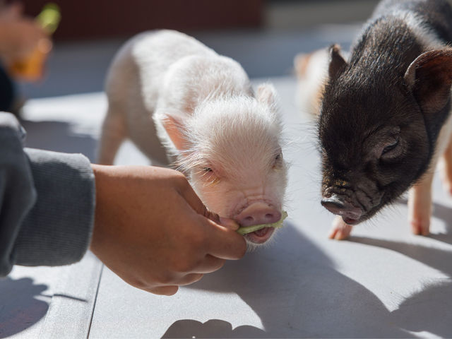����G���A�ł�������̌��I�����삯����Ă�����~������u�^����񂽂��B300�~�Ō��Ɖ���ł�����������܂��B_pignic cafe yokohama