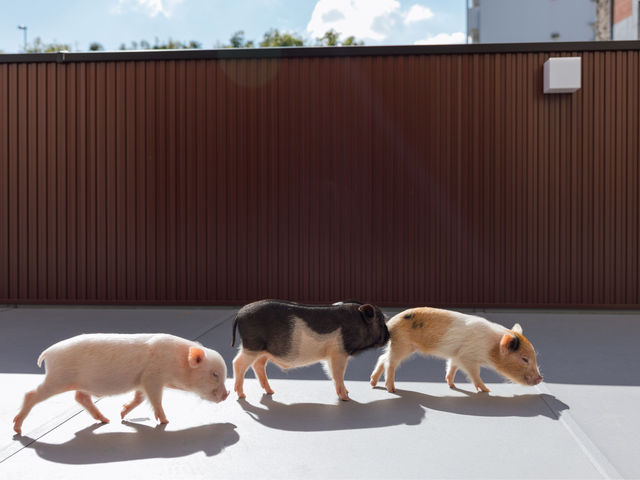 ����͍L���āA�V�C���ǂ��Ɖ��K�ł�_pignic cafe yokohama