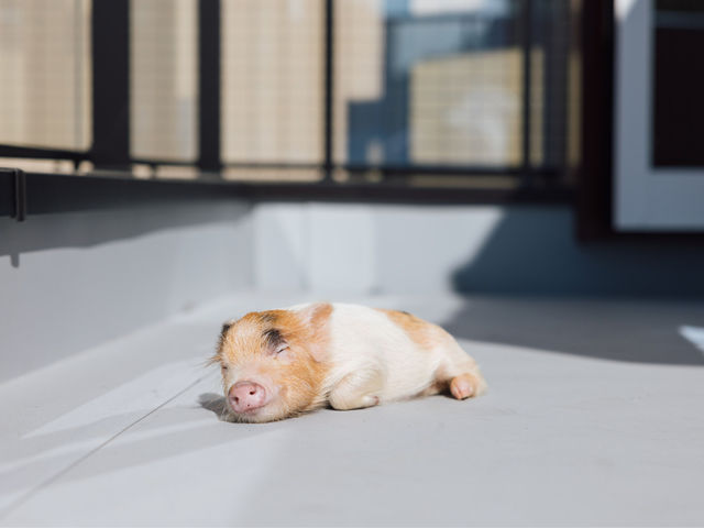 �����������Ԃ͉���ł����Q���Ă�u�^�������݂��܂��B_pignic cafe yokohama