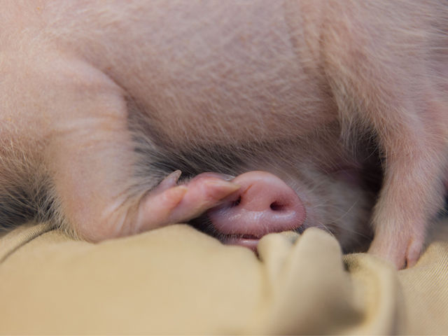 ���v�H
_pignic cafe yokohama