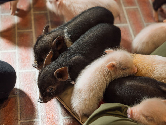 �q�؂������ς��I_pignic cafe yokohama