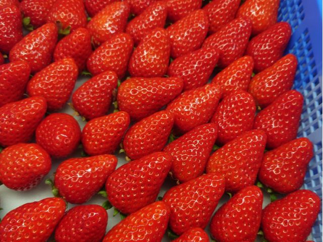 ��l�C�̂�ڂ���_�a�����V��