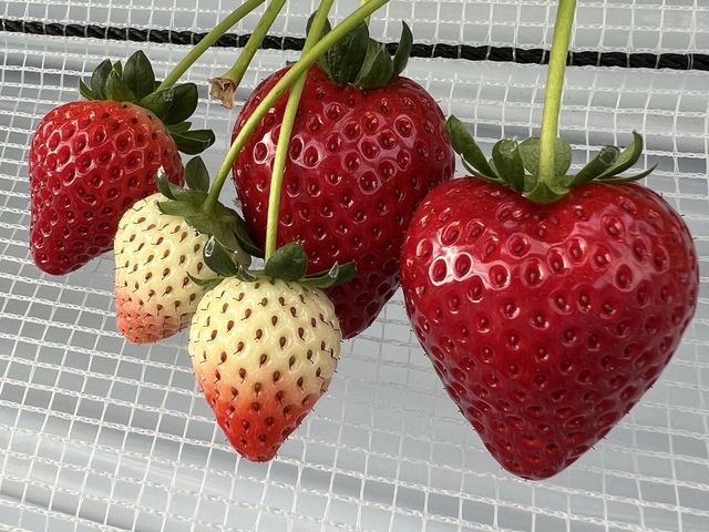 �����l�CNo.1�I�Ƃ��������B�Ȗ،��̐V�u�����h�B_Twins Farm �^����������