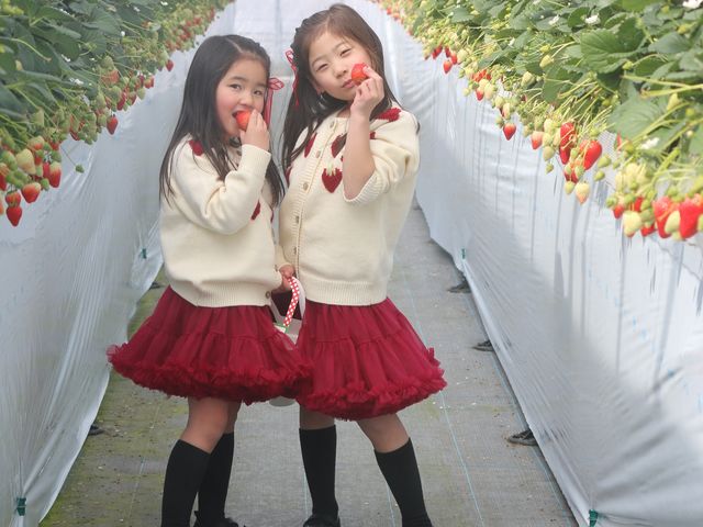 Twins Farm �^����������