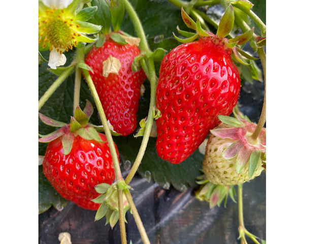 �t�B�I�[����������