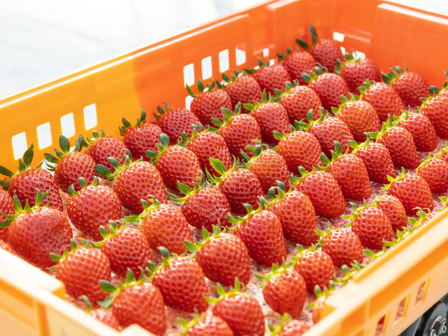 ���d�E�C���O�t�@�[��