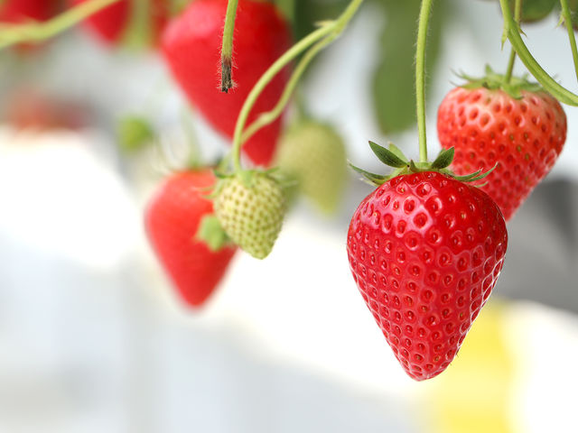 ���d�E�C���O�t�@�[��