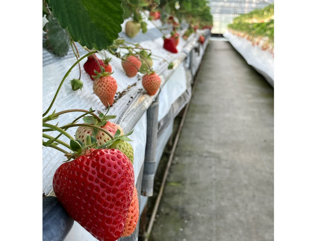 �����C�`�S��