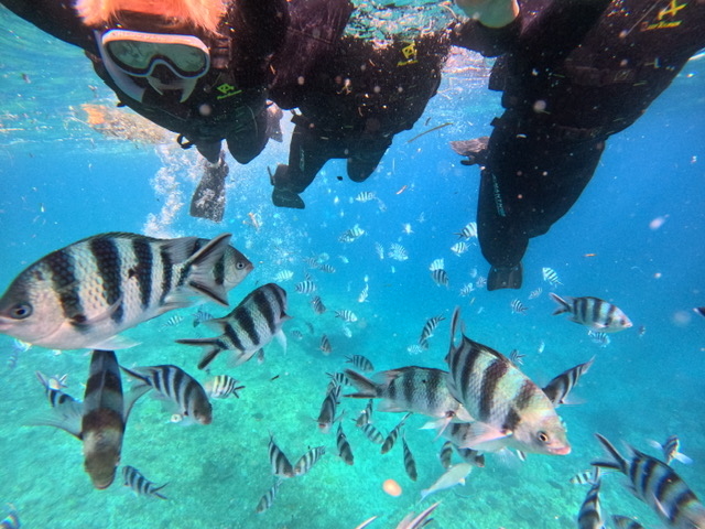 �V���m�[�P��_CHILL DIVE