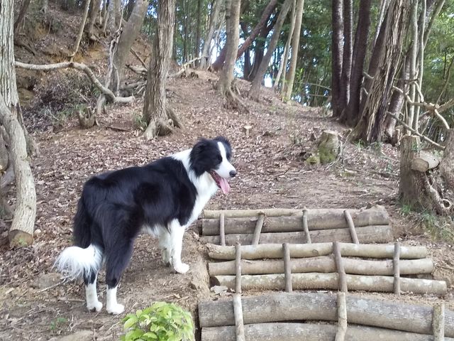 �R�̎U��R�[�X�ɂ͊y�����K�i������܂��B_�`�r�b�R �����R���]�[�g sarari