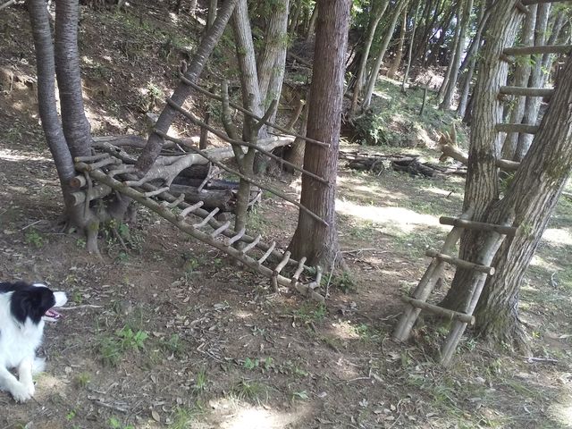 Sarari�̐X�̖؂̗V��_�`�r�b�R �����R���]�[�g sarari