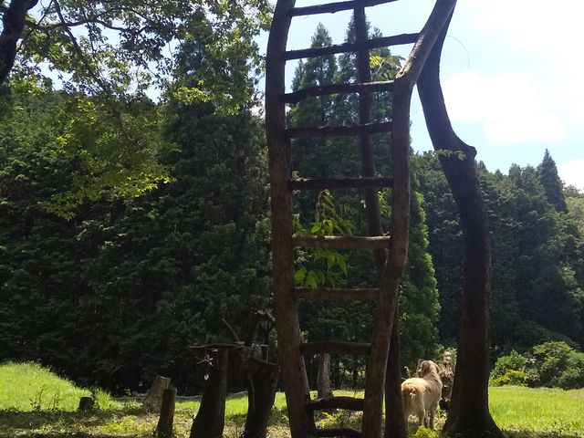 Sarari�̐X�̖؂̗V��_�`�r�b�R �����R���]�[�g sarari