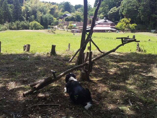 Sarari�̐X�̖؂̗V��_�`�r�b�R �����R���]�[�g sarari