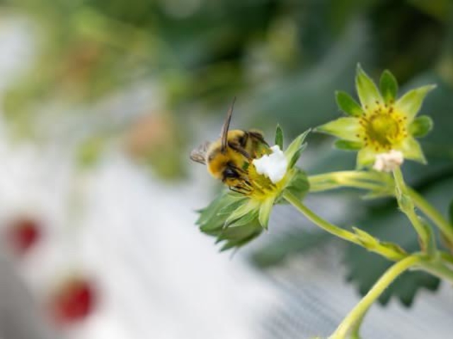 �}���n�i�o�`�����ł��܂��B�h���Ȃ��̂ň��S���ĉ�����_�祂Ղ�`��