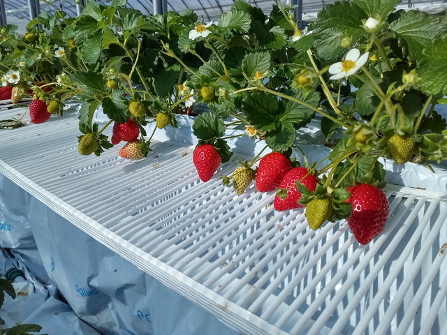 �Ԃ��F�Â��H�׍��ł�_�D�{�t�@�[���p�[�N