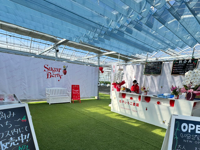 Sugar Berry ���˂������_��