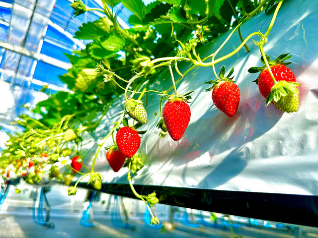 Sugar Berry ���˂������_��