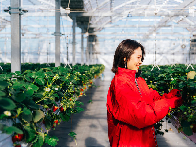 Sugar Berry ���˂������_��