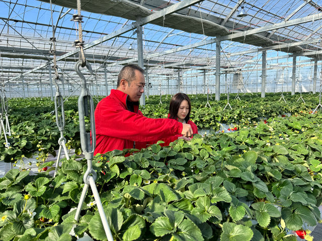 Sugar Berry ���˂������_��