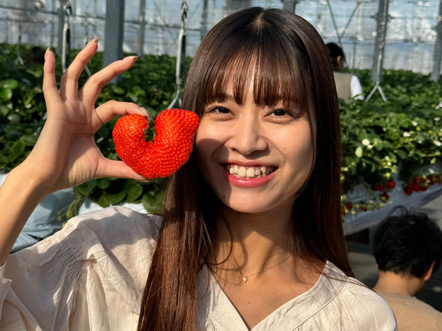 Sugar Berry ���˂������_��