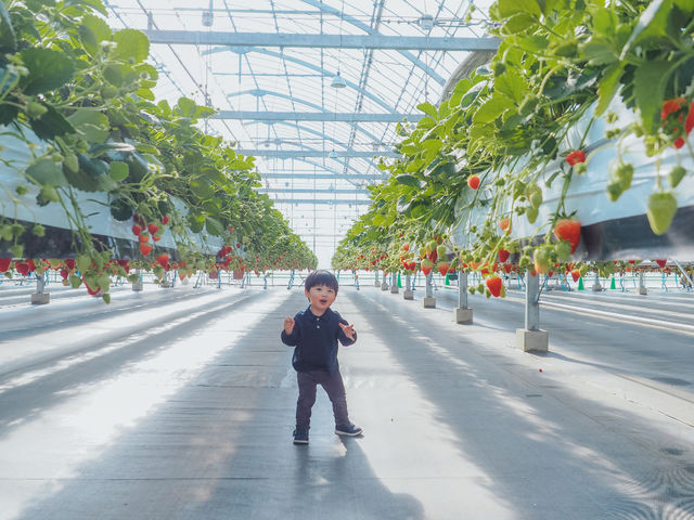 Sugar Berry ���˂������_��